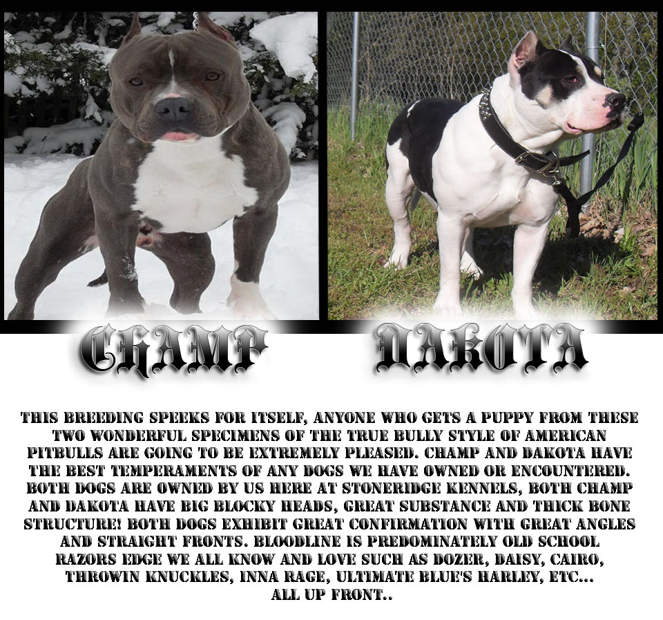 Game Bred Pitbulls For Sale In Mississippi free download programs Game Bred Pitbulls For Sale In Mississippi free download programs