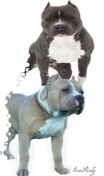 Blue Pitbull Puppies For Free. lue pitbull puppies for free. Blue Pitbull Breeders | lue